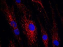 ATAD3A Antibody, Novus Biologicals 0.05 mg | Buy Online | Novus Biologicals | Fisher Scientific