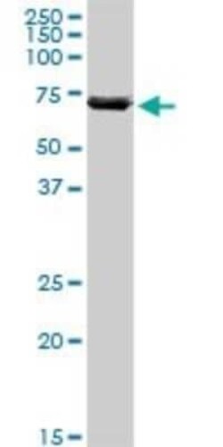 ATAD3A Antibody, Novus Biologicals 0.05 mg | Buy Online | Novus Biologicals | Fisher Scientific
