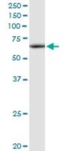 ATAD3A Antibody, Novus Biologicals 0.1 mg | Buy Online | Novus Biologicals | Fisher Scientific