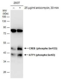 ATF1, p Ser63 Antibody, Novus Biologicals 100 &mu;g | Buy Online | Novus Biologicals | Fisher Scientific