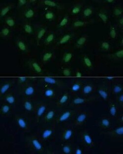 ATF3 Antibody - BSA Free, Novus Biologicals:Anticorps:Anticorps primaires