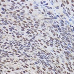 ATF3 Antibody - BSA Free, Novus Biologicals:Anticorps:Anticorps primaires