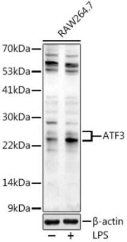 ATF3 Antibody - BSA Free, Novus Biologicals:Anticorps:Anticorps primaires