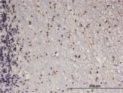 ATF5 Antibody (4G5), Novus Biologicals 0.1 mg | Buy Online | Novus Biologicals | Fisher Scientific