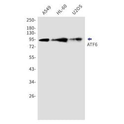 ATF6 Rabbit anti-Human, Clone: S05-4E7, Novus Biologicals:Antibodies:Primary