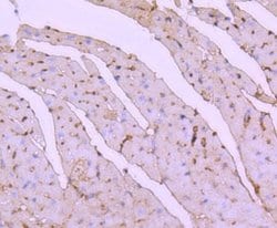 ATF7 Rabbit anti-Human, Clone: JJ2-072, Novus Biologicals 100&mu;L:Antibodies,