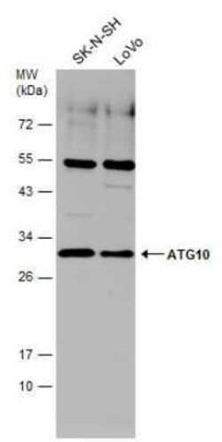 ATG10 Antibody, Novus Biologicals 100 &mu;g; Unconjugated:Antibodies, Polyclonal