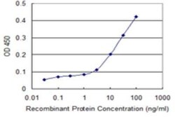 ATG12 Antibody (1F9), Novus Biologicals 0.1 mg | Buy Online | Novus Biologicals | Fisher Scientific