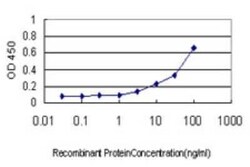 ATG12 Antibody (2H8), Novus Biologicals 0.1 mg | Buy Online | Novus Biologicals | Fisher Scientific