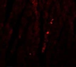ATG13 Antibody - BSA Free, Novus Biologicals 0.1 mg; Unconjugated:Antibodies,