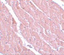 ATG13 Antibody - BSA Free, Novus Biologicals 0.1 mg; Unconjugated:Antibodies,