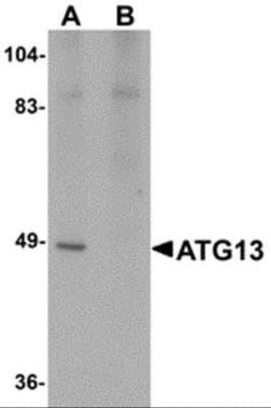 ATG13 Antibody - BSA Free, Novus Biologicals 0.1 mg; Unconjugated:Antibodies,