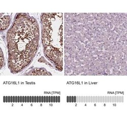 ATG16L1 Antibody, Novus Biologicals:Antibodies:Primary Antibodies