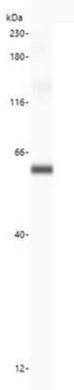 ATG16L1 Antibody, Novus Biologicals 50 &mu;g | Buy Online | Novus Biologicals | Fisher Scientific