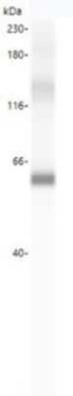 ATG16L1 Antibody, Novus Biologicals 50 &mu;g | Buy Online | Novus Biologicals | Fisher Scientific