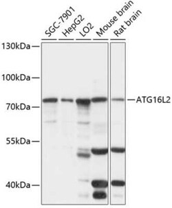 ATG16L2 Antibody - Azide and BSA Free, Novus Biologicals 0.1 mL, Unconjugated:Antibodies,