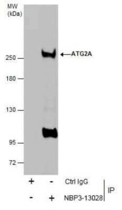 ATG2A Antibody, Novus Biologicals 100 &mu;g | Buy Online | Novus Biologicals | Fisher Scientific