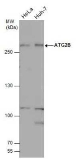 ATG2B Antibody, Novus Biologicals 100 &mu;g; Unconjugated:Antibodies, Polyclonal