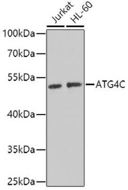 ATG4C Antibody - BSA Free, Novus Biologicals 0.02 mL, Unconjugated:Antibodies,