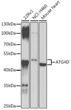 ATG4D Antibody - BSA Free, Novus Biologicals 0.1 mL, Unconjugated:Antibodies,