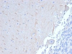 ATG5 Antibody (ATG5/2101) - Azide and BSA Free, Novus Biologicals 100 &mu;g | Buy Online | Novus Biologicals | Fisher Scientific