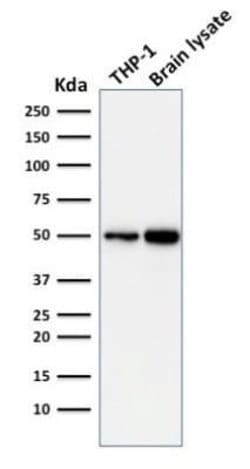 ATG5 Mouse anti-Human, Clone: ATG5/2101, Novus Biologicals 100 &mu;g; Unconjugated:Antibodies,