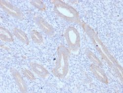 ATG5 Antibody (ATG5/2553) - Azide and BSA Free, Novus Biologicals 100 &mu;g | Buy Online | Novus Biologicals | Fisher Scientific