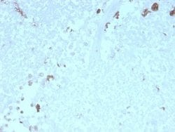 ATG5 Mouse anti-Human, Clone: rATG5/2553, Novus Biologicals:Antibodies:Primary