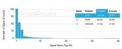 ATG5 Mouse anti-Human, Clone: rATG5/2553, Novus Biologicals:Antibodies:Primary