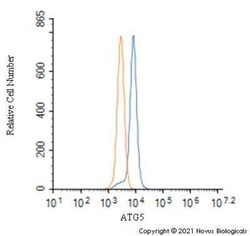 ATG5 Antibody - BSA Free, Novus Biologicals 0.1 mg; Unconjugated:Antibodies,