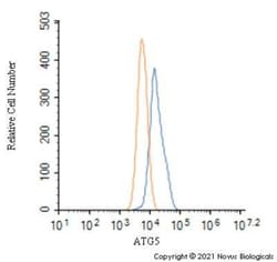 ATG5 Antibody - BSA Free, Novus Biologicals 0.1 mg; Unconjugated:Antibodies,