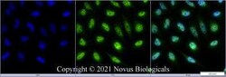 ATG5 Antibody - BSA Free, Novus Biologicals 0.1 mg; Unconjugated:Antibodies,