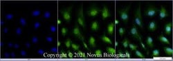 ATG5 Antibody - BSA Free, Novus Biologicals 0.1 mg; Unconjugated:Antibodies,