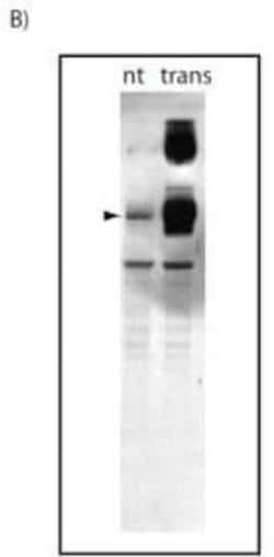 ATG9A Antibody (Atg9 14F2 8B1) - BSA Free, Novus Biologicals 0.025 mL,