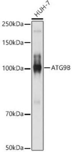 ATG9B Antibody - Azide and BSA Free, Novus Biologicals:Antibodies:Primary