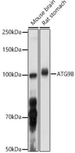 ATG9B Antibody - Azide and BSA Free, Novus Biologicals:Antibodies:Primary