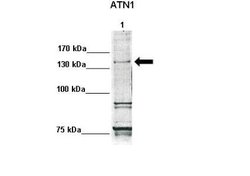 ATN1 Antibody, Novus Biologicals 100 &mu;L; Unconjugated:Antibodies, Polyclonal