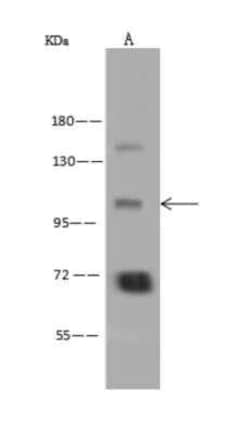 ATP12A Antibody, Novus Biologicals 50 &mu;g | Buy Online | Novus Biologicals | Fisher Scientific