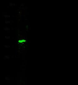 ATP1B4 Rabbit anti-Human, Clone: 108, Novus Biologicals:Antibodies:Primary