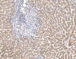 ATP5A Antibody, Novus Biologicals 100 &mu;g; Unconjugated:Antibodies, Polyclonal