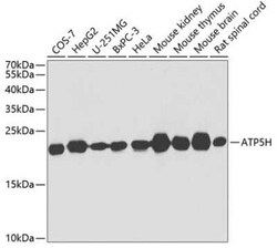 ATP5H Antibody - BSA Free, Novus Biologicals:Antibodies:Primary Antibodies