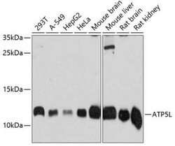 ATP5L Antibody - Azide and BSA Free, Novus Biologicals 0.02 mL | Buy Online | Novus Biologicals | Fisher Scientific