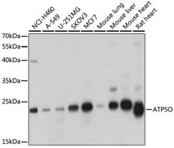 ATP5O Antibody - BSA Free, Novus Biologicals 0.1 mL, Unconjugated:Antibodies,