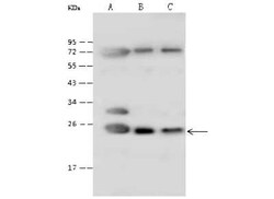 ATP5O Antibody, Novus Biologicals:Antibodies:Primary Antibodies