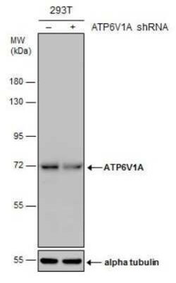 ATP6V1A Antibody (GT1561), Novus Biologicals 100 &mu;g | Buy Online | Novus Biologicals | Fisher Scientific