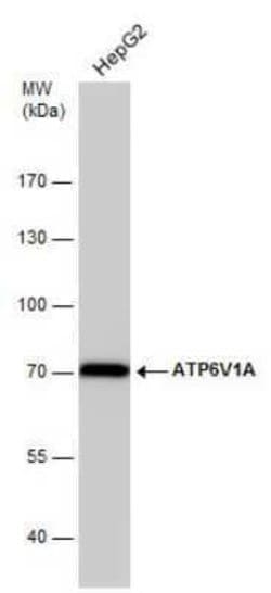 ATP6V1A Antibody (GT3846), Novus Biologicals 100 &mu;g; Unconjugated:Antibodies,