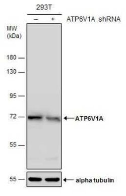 ATP6V1A Antibody (GT3846), Novus Biologicals 100 &mu;g; Unconjugated:Antibodies,