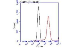 ATP6V1A Antibody (GT811), Novus Biologicals 100 &mu;g; Unconjugated:Antibodies,