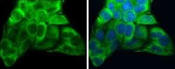 ATP6V1A Antibody (GT811), Novus Biologicals 100 &mu;g; Unconjugated:Antibodies,