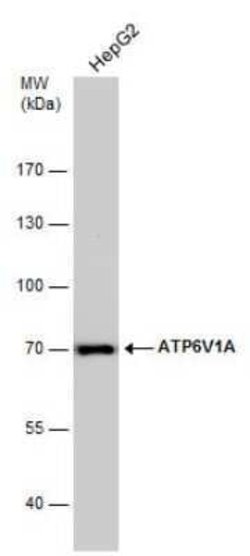 ATP6V1A Antibody (GT811), Novus Biologicals 100 &mu;g; Unconjugated:Antibodies,